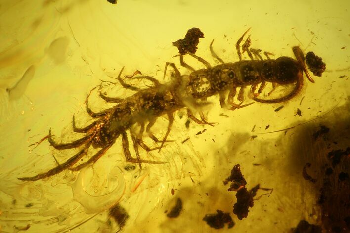 Detailed Fossil Centipede (Chilopoda) In Baltic Amber #135028